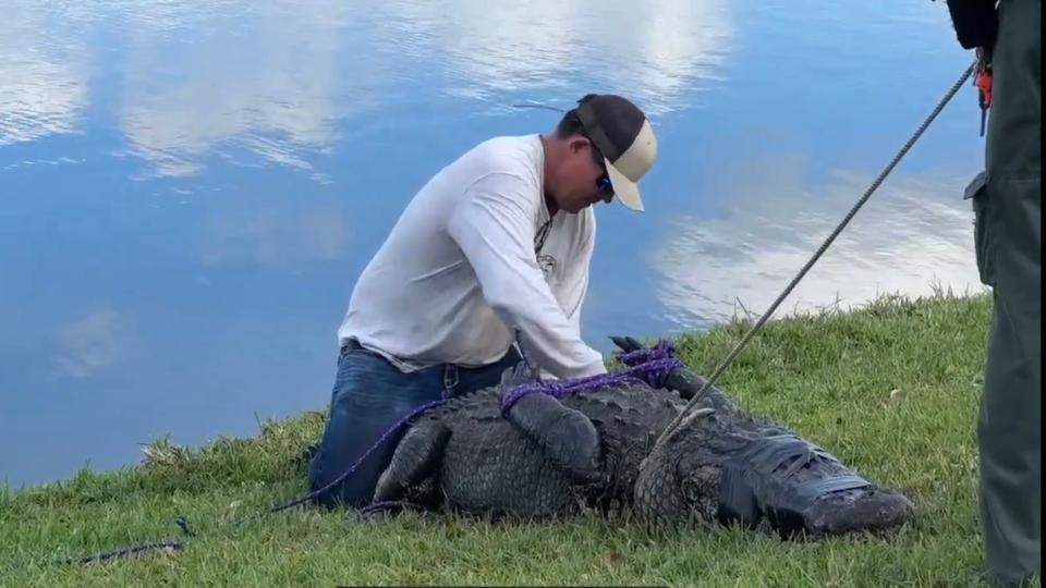 An 85-year-old woman from Fort Pierce, Florida, was walking her dog in her community when she was grabbed by a 10-foot alligator Monday, Feb. 20, 2023. She died following the gator bite incident. Her dog survived. The gator was later trapped by Florida Fish and Wildlife and euthanized.