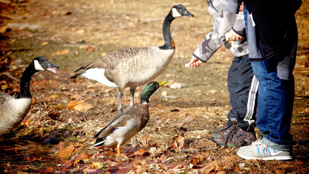 Low Section Of Friends Feeding Birds On Field