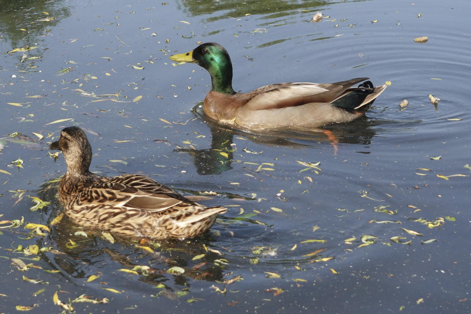 Ducks on water on a sunny day