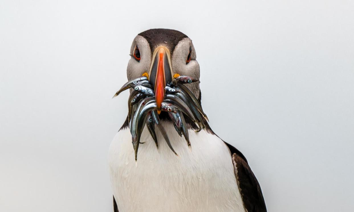 <span>A puffin with a beak full of sand eels.</span><span>Photograph: Callum Mair/Getty Images</span>