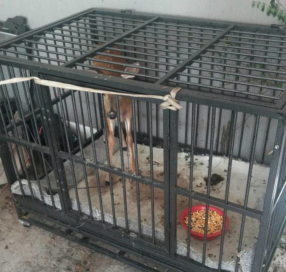 This fawn was thought to be orphaned; residents later put it in a crate.