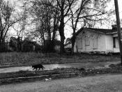 <p>A cat wanders past an abandoned house in Selma, Ala. (Photo: Holly Bailey/Yahoo News) </p>