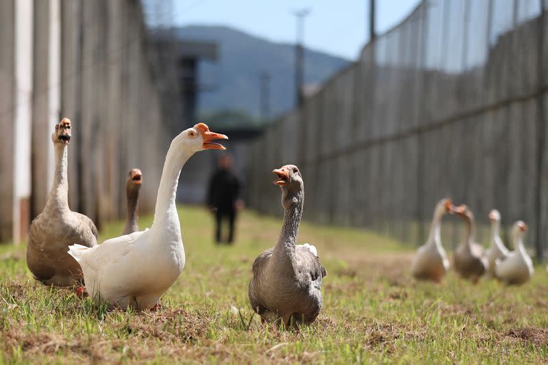 In a Florianapolis prison, a group of geese alerts the surveillance team if an inmate attempts to escape