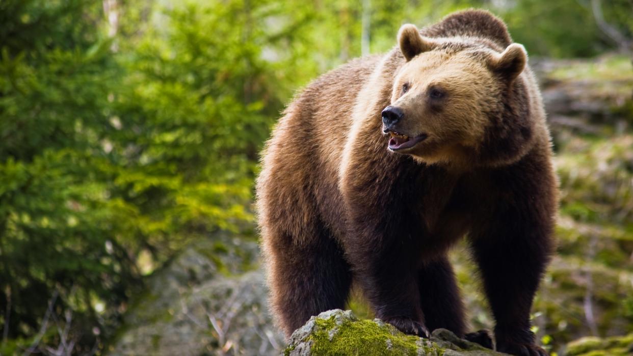  Brown bear in woodland. 