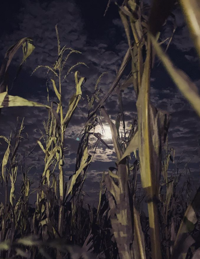 Shelby Haunted Corn Maze is open during the month of October.