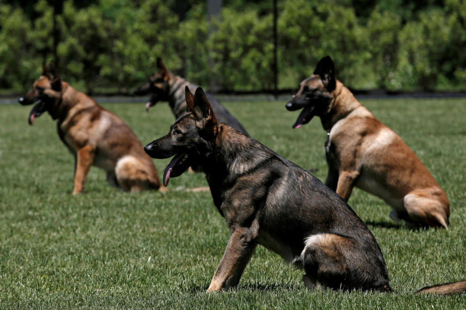 <p>Metropolitan Transit Authority (MTA) Police K-9 explosive detection dogs sit on command during agility training at the new MTA Police Department Canine Training Center in Stormville, New York, U.S. on June 6, 2016. (Mike Segar/Reuters)</p>