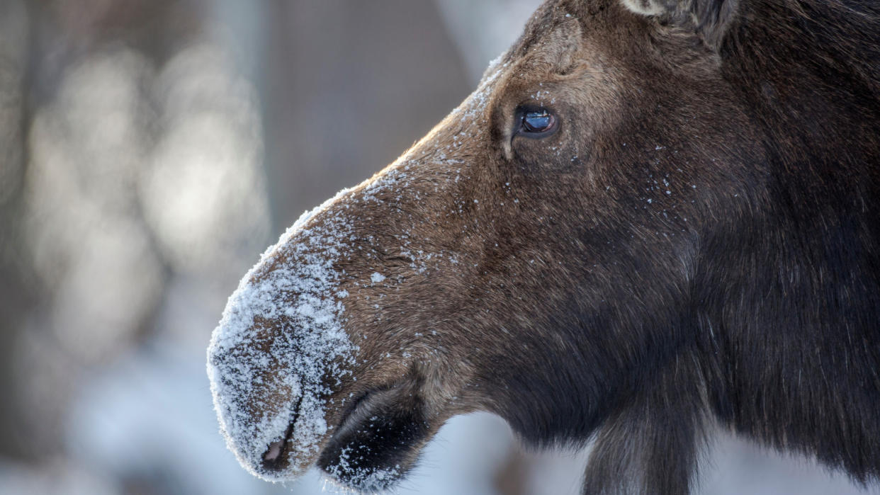  Close-up of moose in winter. 