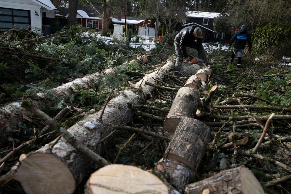 Downed trees pictured in Lake Oswego, Oregon on 16 January 2024 (Copyright 2024, The Associated Press. All rights reserved.)