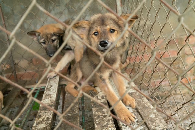 <p>Tim Gerard Barker/AP Images for HSI</p> Puppies at shut down puppy fattening farm in Vietnam