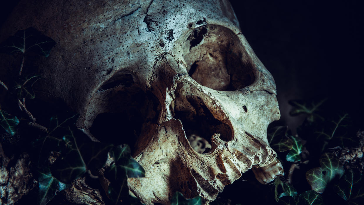  Human skull on green leaves. 