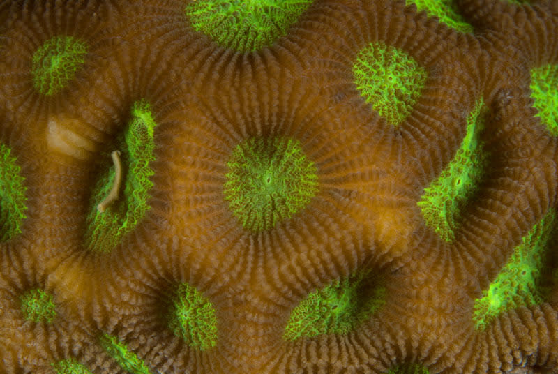 Fluorescence in coral polyps (Favites abdita), New Britain, Papua New Guinea. Copyright: © Jurgen Freund / WWF-Canon