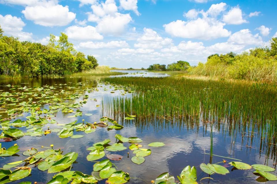 View of greenery and water in Everglades