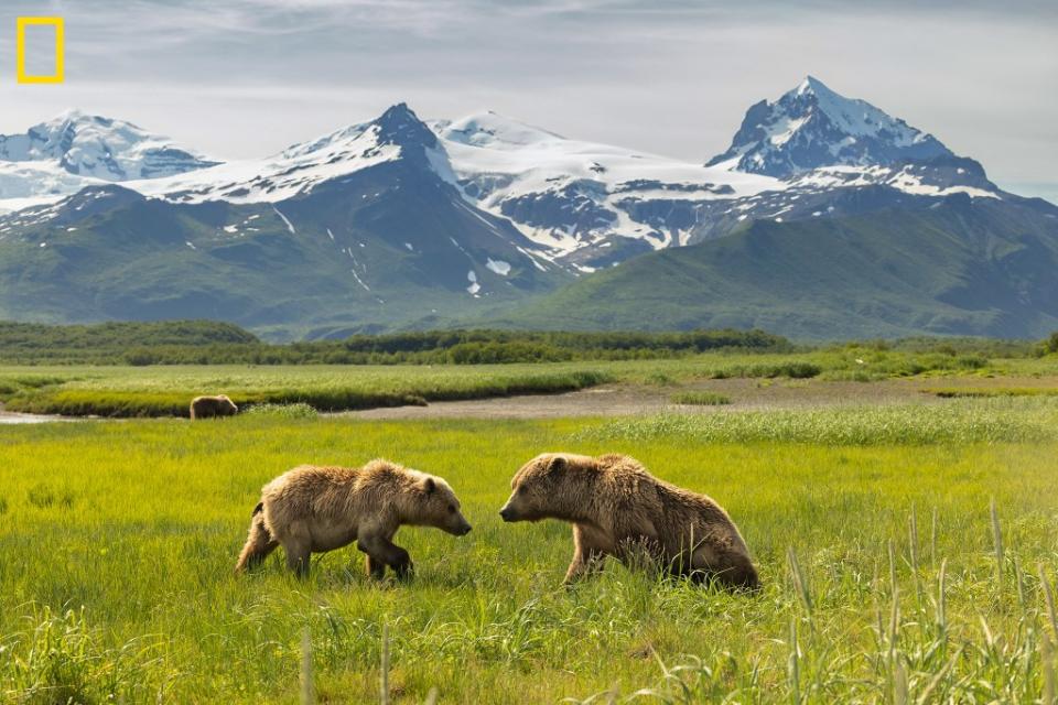 Kodiak bears face off in Katmai National Park, Alaska. Acacia Johnson / National Geographic