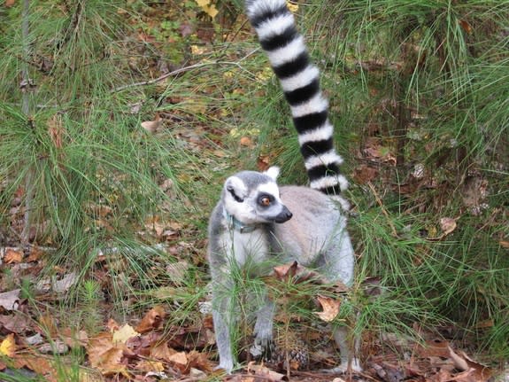 Ring-tailed lemurs emerge from the forest at the Duke Lemur Center. Lemurs trained to come at a trainer's signal are able to roam the fenced-in grounds freely.