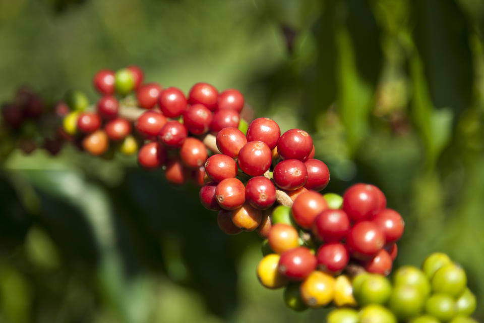 The cherries on a coffee plant don&rsquo;t all ripen at the same time, so small farmers have to revisit the crop several times each harvest, whereas factory farms pull the cherries from the trees all at once. (Photo: John S Lander via Getty Images)