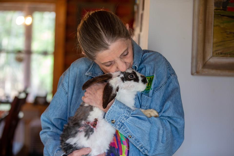 Jody Caizza, founder of Kind Heart Rescue, holds Augusta, one of  two of the rescued rabbits, which were seized in a hoarding situation in Toms River a few weeks ago and are now at Kind Heart Rescue, in Cream Ridge, NJ Wednesday, February 8, 2023.