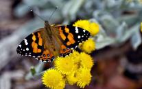 <p><strong>Pulelehua (Kamehameha butterfly)</strong><br><br>This unique-looking insect is native to Hawaii. </p>
