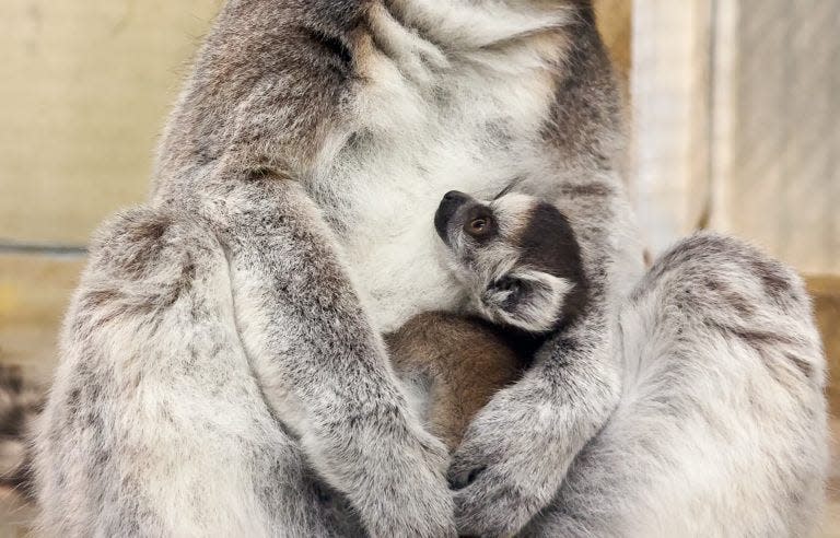 Potter Park Zoo said it has welcomed a new baby lemur to its troop.