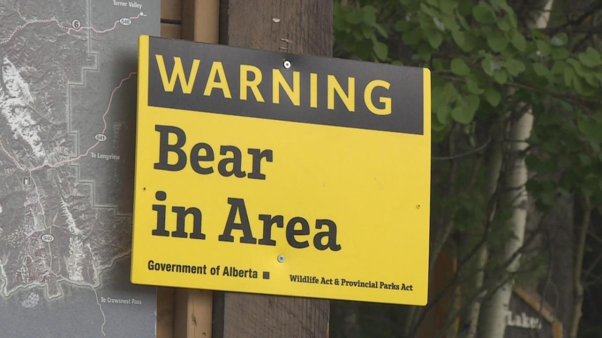 Hiker in hospital after bear attack in Crowsnest Pass