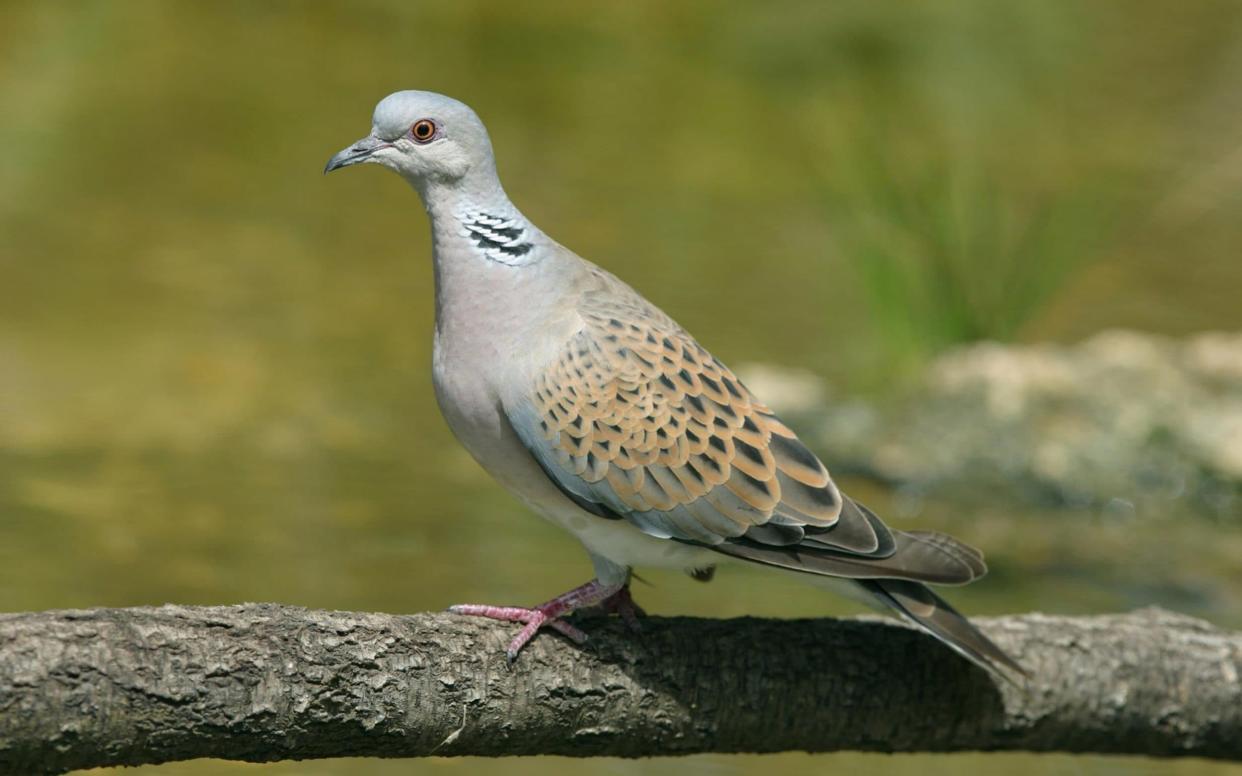 A European turtle dove - PA