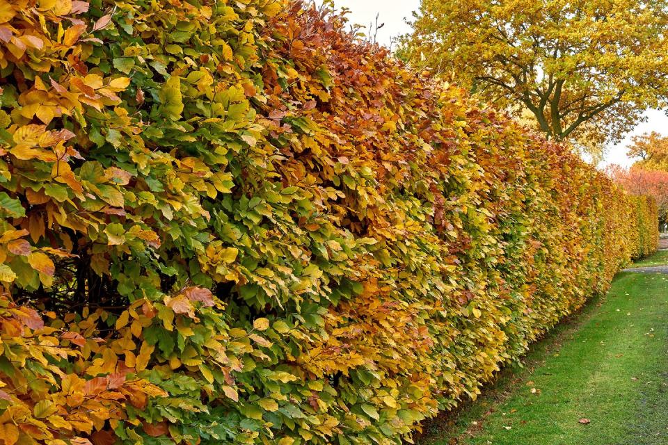 hornbeam hedge in autumn, carpinus betulus