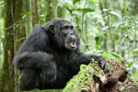 DisneyNature's "Chimpanzee" - 2012