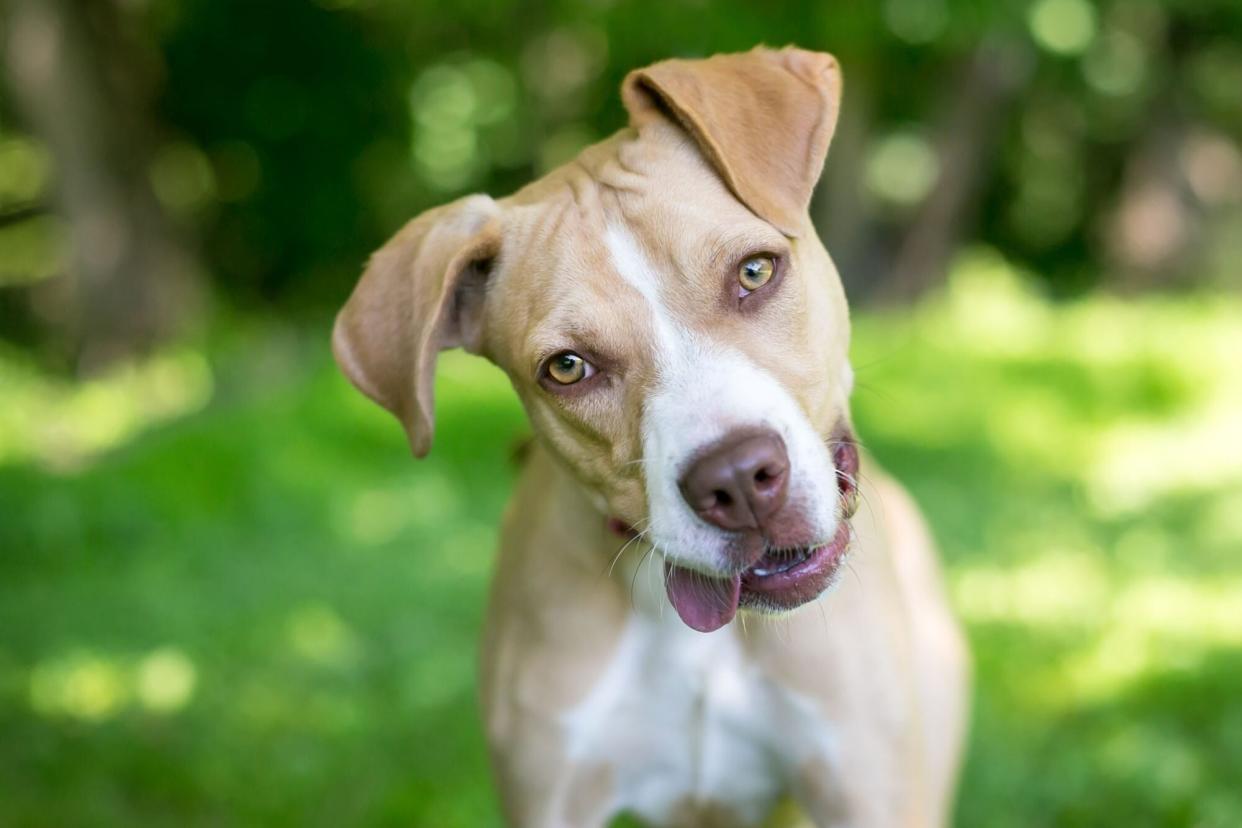 pit bull tilting head with her tongue out