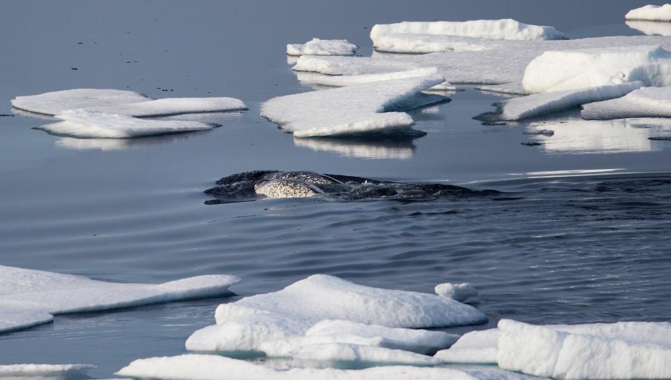 Narwhals swim between sea ice floating on the Franklin Strait in the Canadian Arctic Archipelago, Saturday, July 22, 2017.