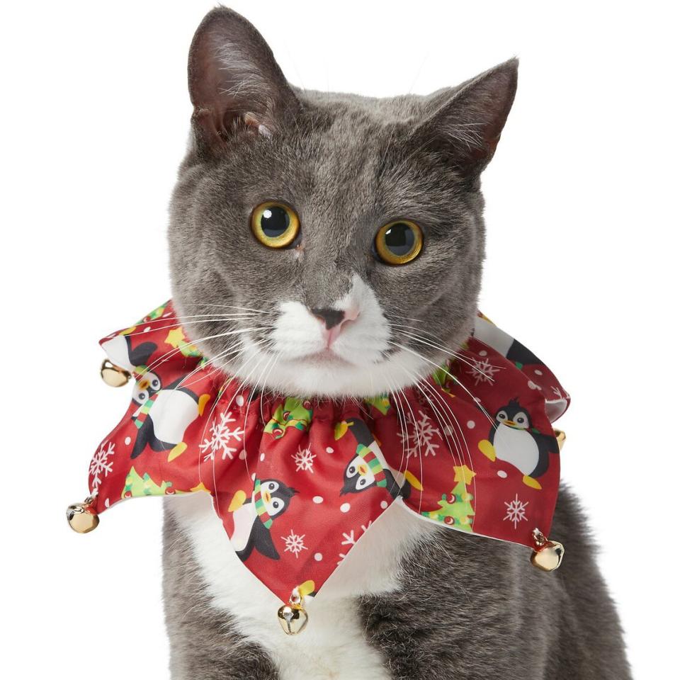 Cat wearing a Frisco Festive Penguins Cat Ruffle Collar with Bells