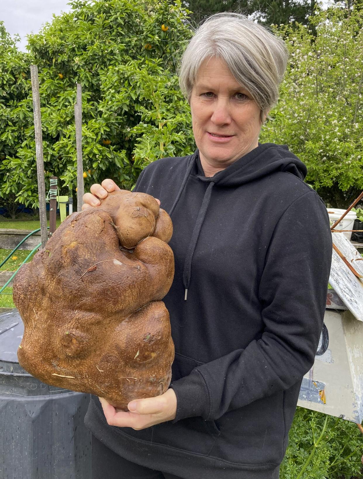 New Zealand Huge Potato