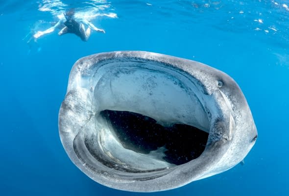 Smile for the camera! Whale shark's mouth is filled with fish in
