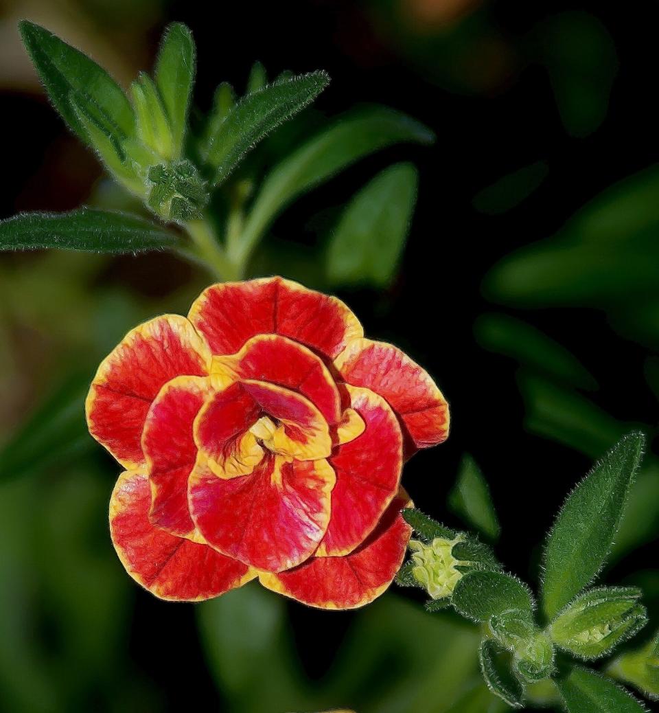 The October sun shows the unique color, texture and form of the Superbells Double Redstone calibrachoa.