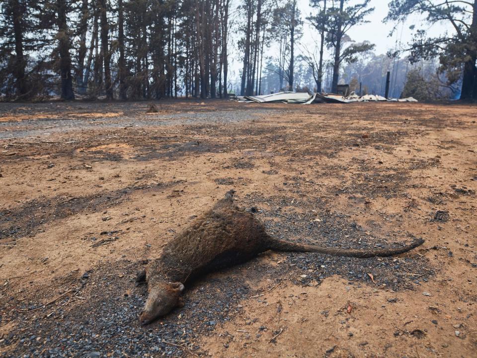 australia fire dead wallaby animals