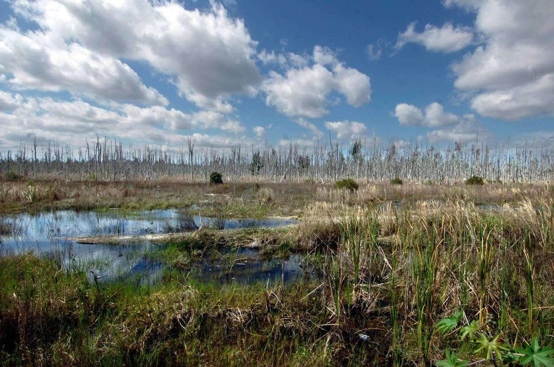 These wetlands stand near the edge of urban development on the west side of Miami-Dade County.