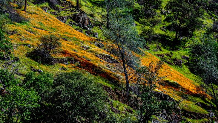 poppies merced river canyon