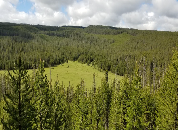 A photo of an area in the Custer Gallatin National Forest where the South Plateau Project will occur. (Image via USFS)