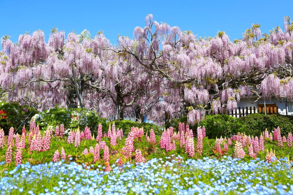 日本旅遊｜廣島世羅高原春季花祭開催！超搶眼鬱金香彩虹花田/100萬朵粉蝶花海/玫瑰花祭