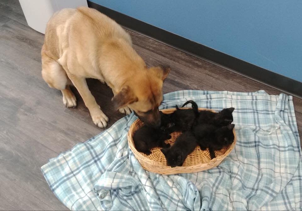 Serenity says "hello" to her kitten brood. (Photo: Pet and Wildlife Rescue)