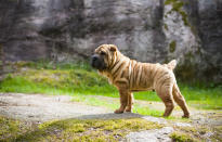 Der wächst da noch rein! Diesen Satz wiederholen Shar-Pei-Besitzer wohl gebetsmühlenartig, bis ihre Hunde ausgewachsen sind und ihr Fell nicht mehr ganz so viele Falten wirft. Dann tragen die Hunde nur noch im Gesicht und am Widerrist Falten, so zumindest sieht es der FCI vor. Demnach existiert die chinesische Rasse bereits seit Jahrhunderten und stammt vermutlich aus der Stadt Dialak. Gezüchtet wird der Shar Pei heute nicht nur wegen seines Erscheinungsbildes, sondern auch aufgrund seines Wesens: ruhig, unabhängig, treu und liebevoll sind Shar Peis zu den Mitgliedern der Familie. Foto: gettyimages / Ansaharju