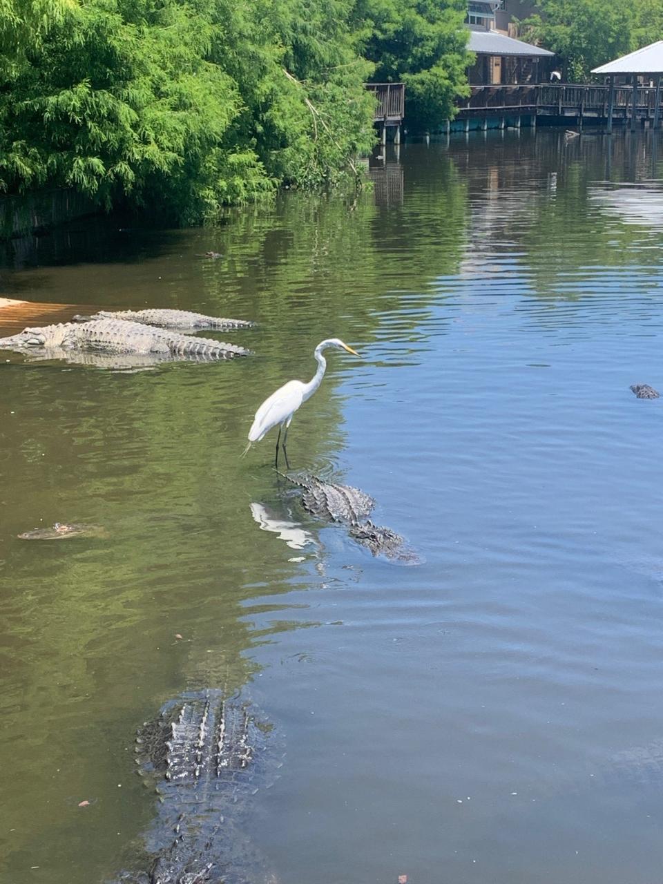 Hey, bird! Aren't you even a little afraid?