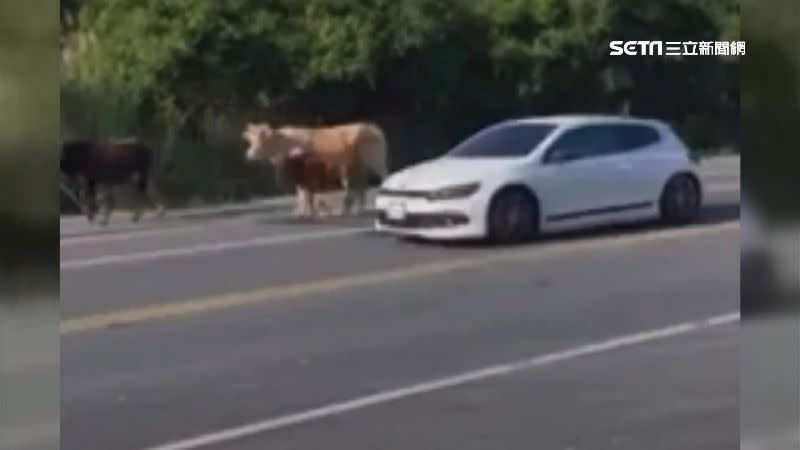 母牛帶著2隻小牛在馬路上逛大街，路過車輛只能減速讓牠們先行。