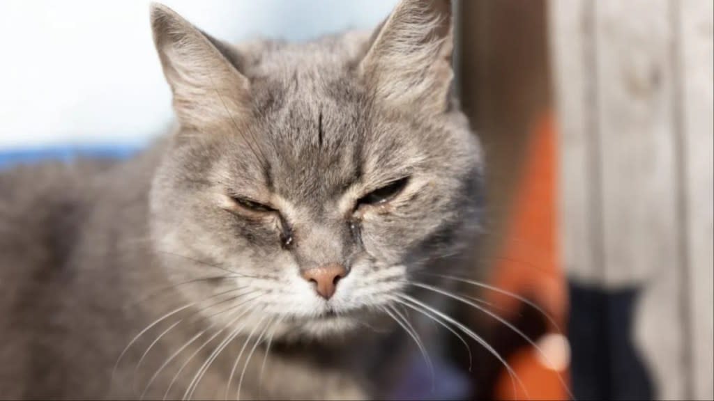 Portrait of gray cat with sore eyes. Sick cat eyes. Animal with watering eye. Domestic animals and pets veterinary concept.