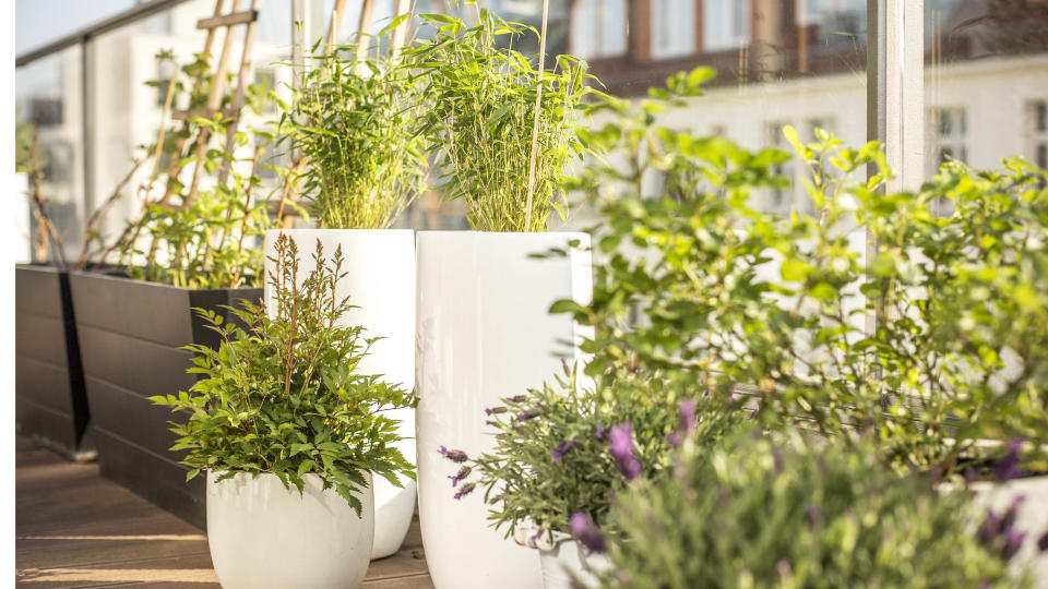 Balcony plants