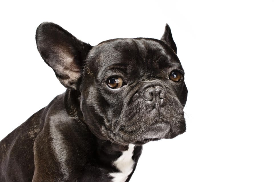 The dog was a French Bulldog believed to be 10 months old (stock photo). Photo: Getty