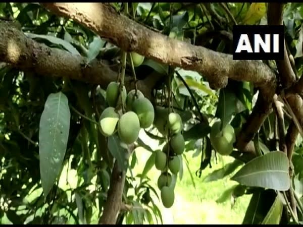 A unique mango tree that produces 121 different types of fruit. (Photo/ANI)