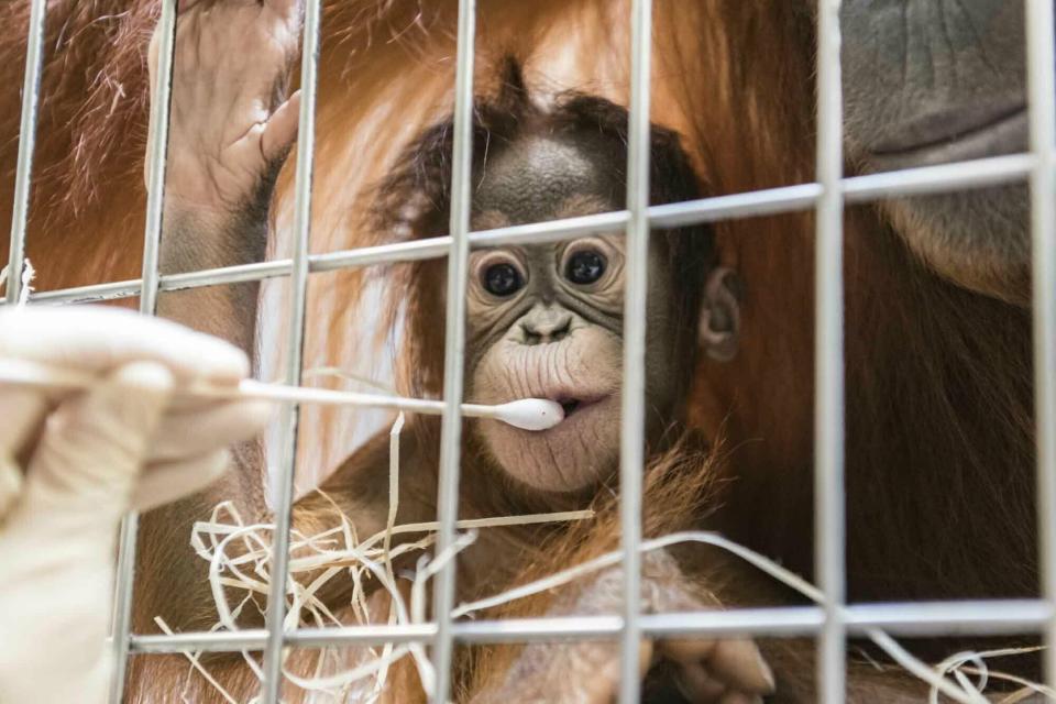 In this undated photo, released Thursday Jan. 31, 2019, by Zoo Basel, zoo keepers routinely take DNA samples from female orangutan cub Padma to determine her paternity at the Basel Zoo. ( Zoo Basel via AP)