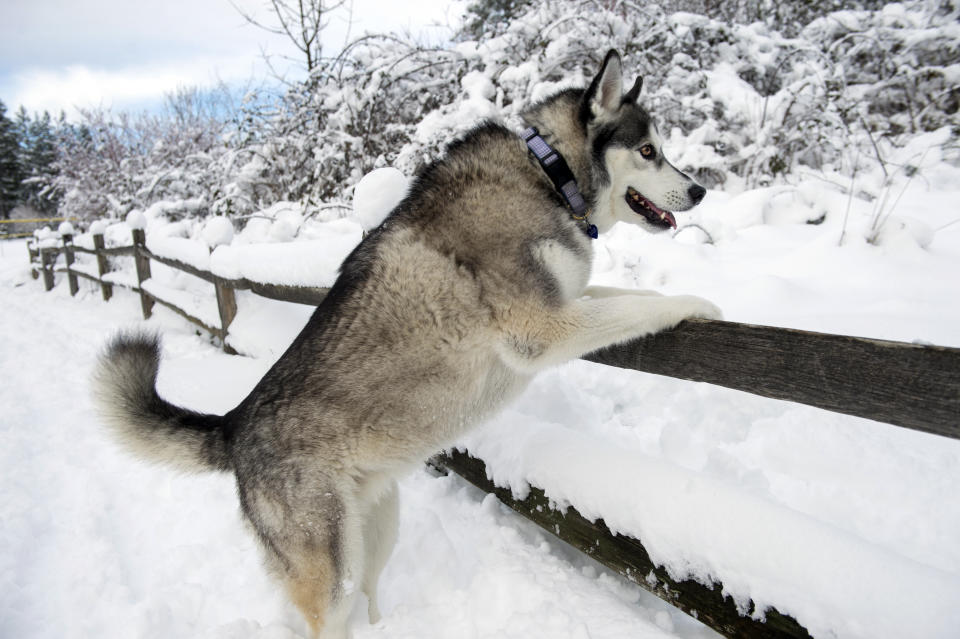 A Husky props herself on a fence to greet her approaching owner at Sehmel Homestead Park in Gig Harbor, Wash., on Monday, Feb. 11, 2019, during a break in a snowstorm that continues to blanket the Northwest. (Drew Perine/The News Tribune via AP)