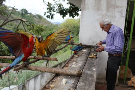 Vittorio Poggi puts food to the macaws at his house outside Caracas