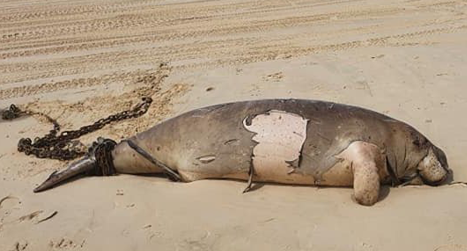 The Queensland government says the dugong became entangled in shark control equipment. Source: Supplied