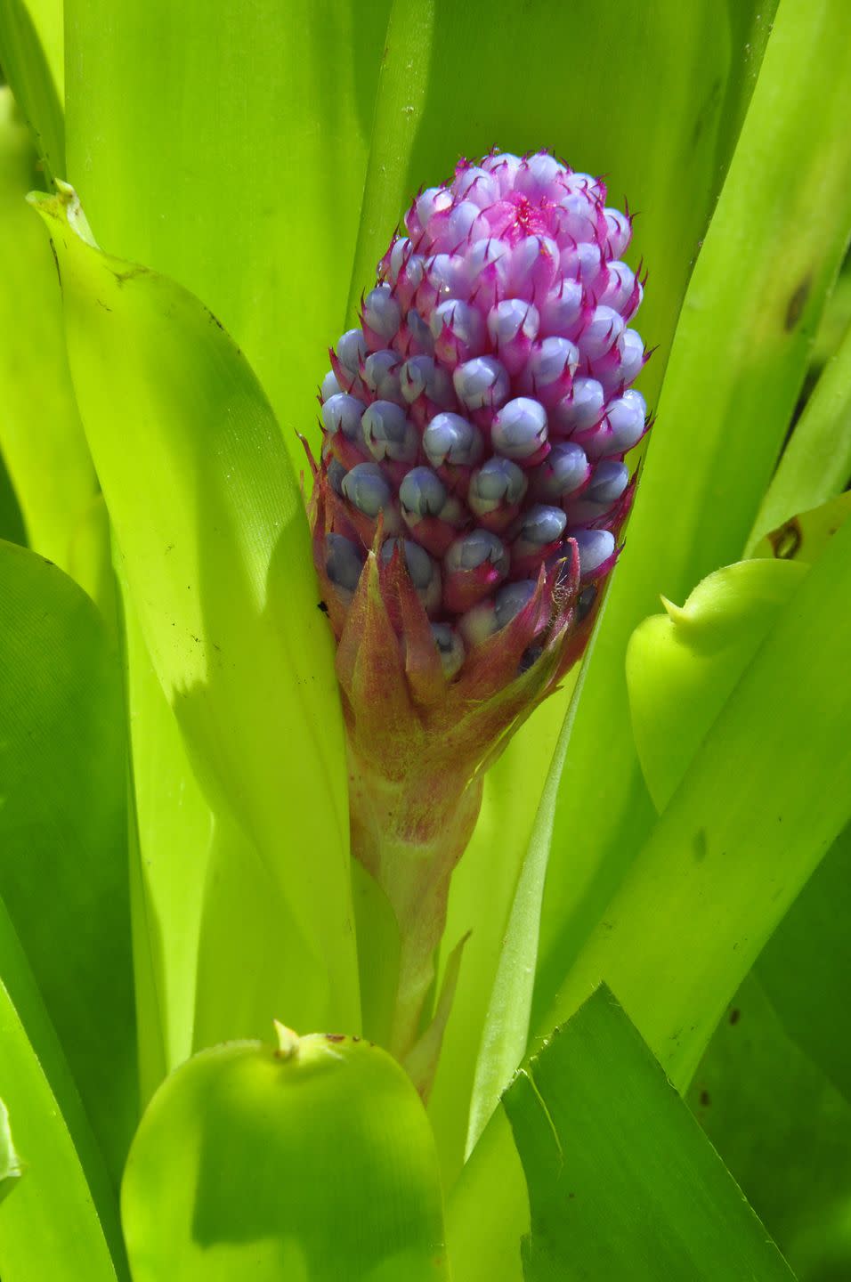 cylinder bromeliad